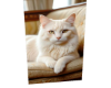 Cat Cat