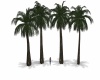 {LS} Palm Trees