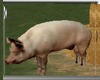 FARM PIG (KL)