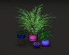 Plant Set Colourful 3