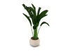 planta1