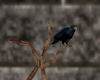 'Animated Raven