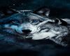 Wolf Club Coffee Table