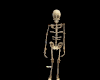 Skeleton -Changing- 6ppl