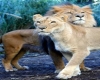 LIONS PAIR