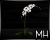 [MH] NJ Orchid Plant