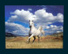 [G] White Horse Poster