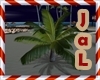 [JaL]Palm Tree 
