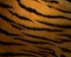 Tiger Wallpapper