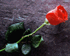 rosa del amor
