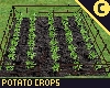[C] Potato Crops