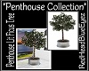 RHBE.Penthouse Lit Ficus