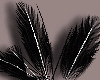 Black Feathers [f]