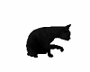 gatto nero x room