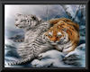 CRF* Tigers Framed