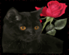 the purrrfect rose