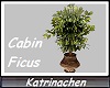 Cabin Ficus