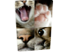 Cat 7