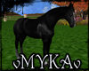 VM BLACK HORSE ANIMATED