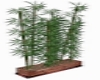 bamboo tall