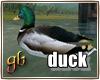 Duck Anm TR`:DUCK