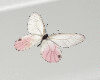 Papillon  KASHKA
