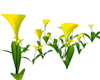 flowers garden