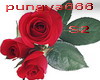 rose red pure love set2