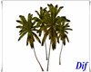 Exotic Palm Trees