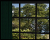Window Animated Curtain