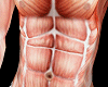 Anatomical skin - M