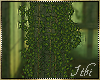 -I- Greenhouse Ivy