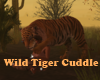 Wild Tiger Cuddle