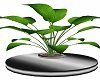 Steel Potted Anthurium 2