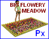 Px Big flowery meadow