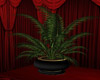 (T) Burlesque Plant