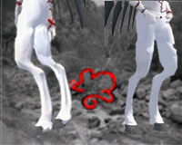 Horse Legs White