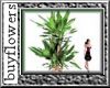 *T* corn tree plant