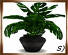 !! Potted Palm Plant