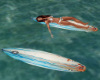 D* Surfboard Relax