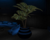Blue Harley Potted Palm