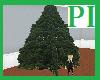 PI - Evergreen Tree