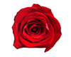 Red Rose Blessing