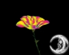 Animated Rainbow Rose