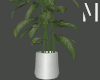 Silver Pot Plant