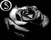 ⓈThe Black Rose