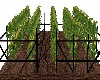 Corn Field Fenced In