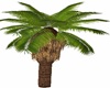 UNKEPT PALM TREE