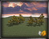 Desert woods