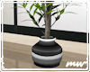 !Plant black clay pot